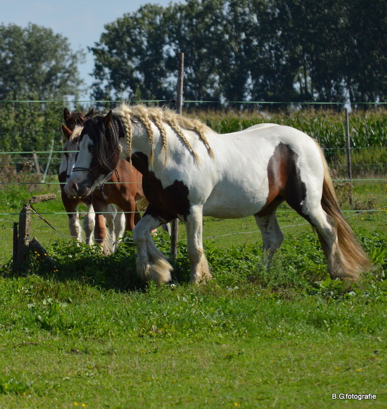 Homozygoot Bonte Dekhengst • Boktnl 