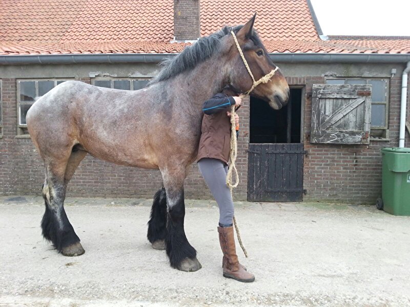 Afbeelding