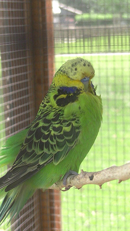 Afbeelding