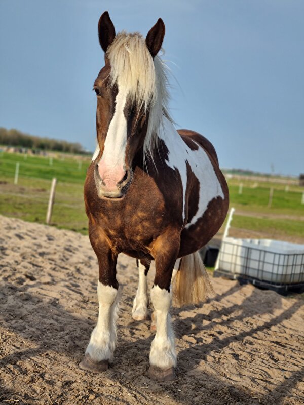 Afbeelding