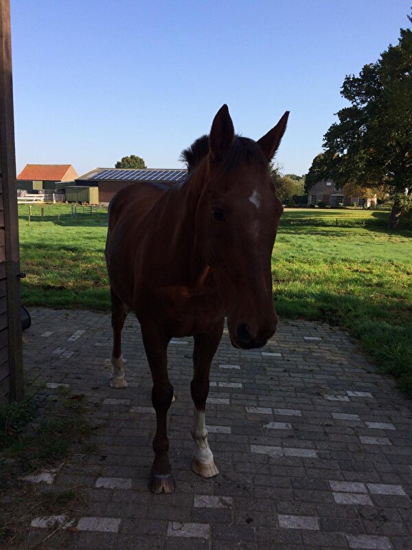 Afbeelding