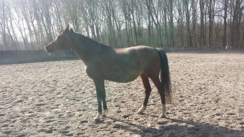 Afbeelding