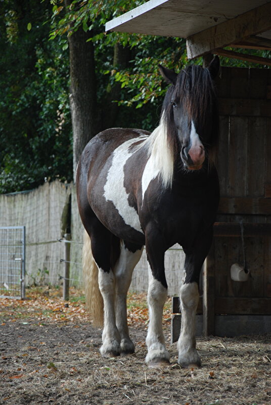 Afbeelding