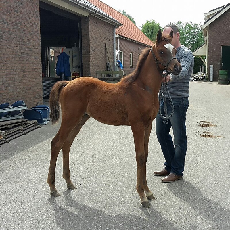 Afbeelding