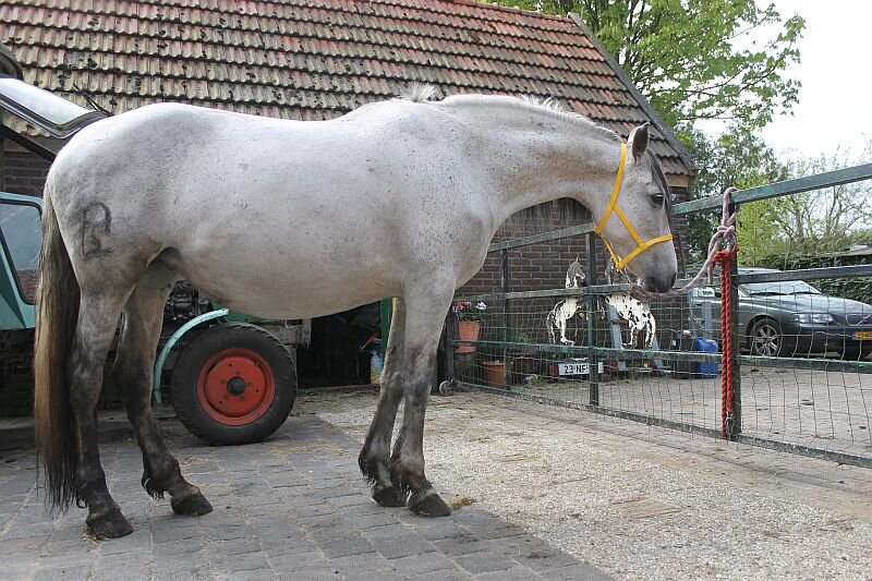 Afbeelding
