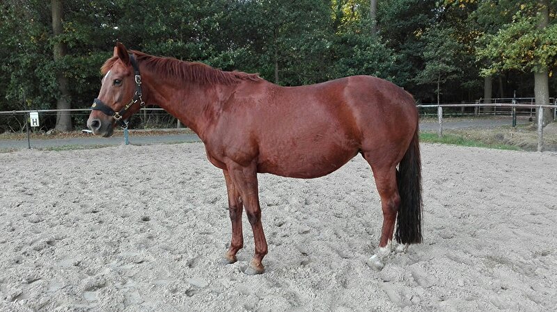 Afbeelding
