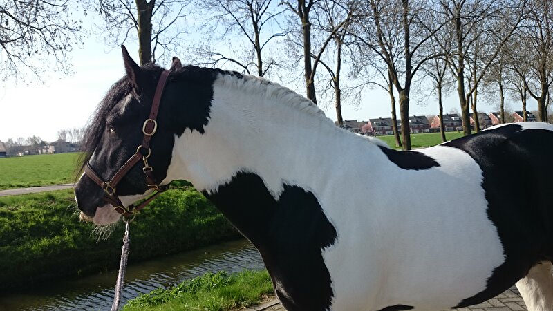 Afbeelding