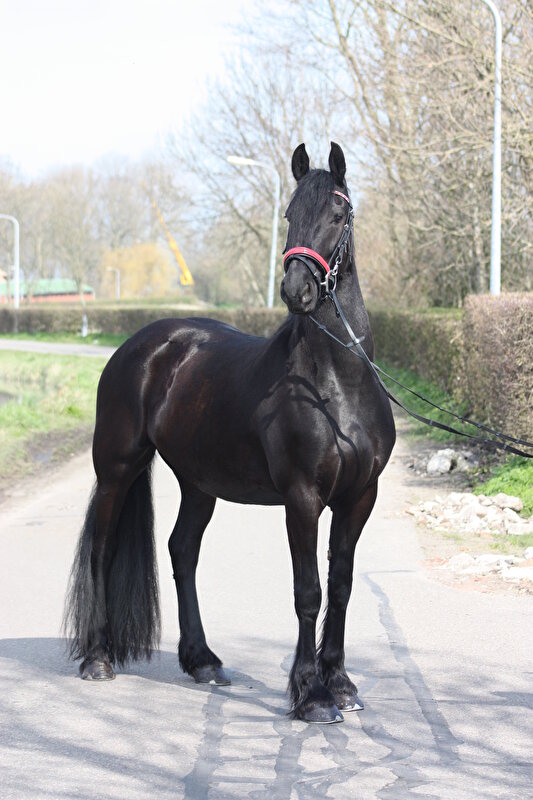 Afbeelding