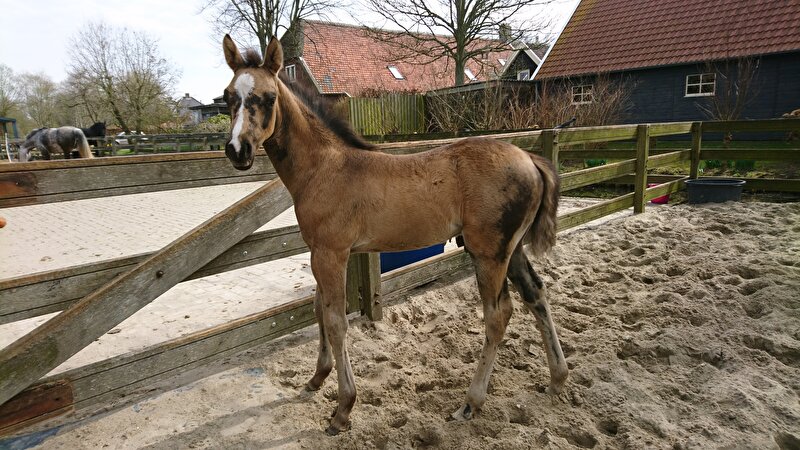 Afbeelding