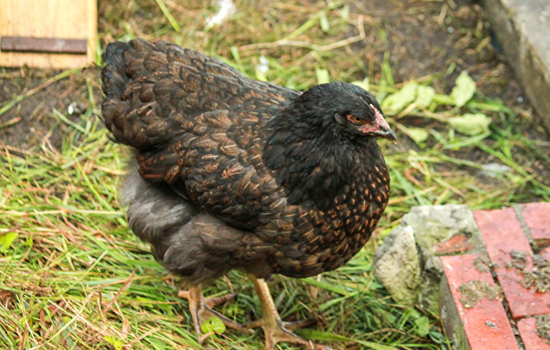 Afbeelding