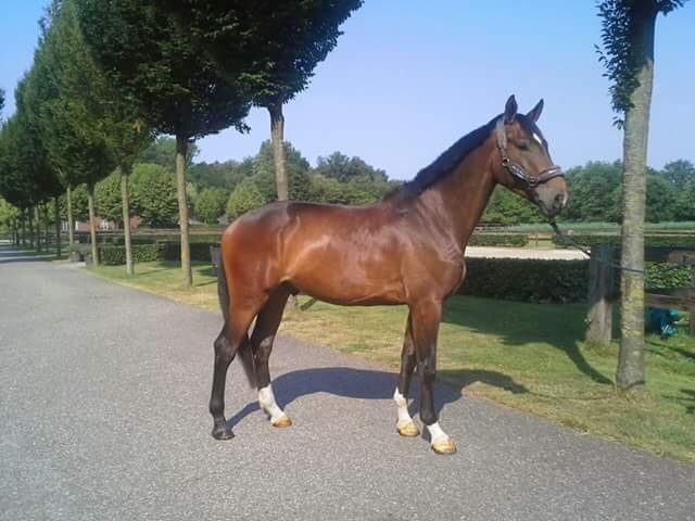 Afbeelding