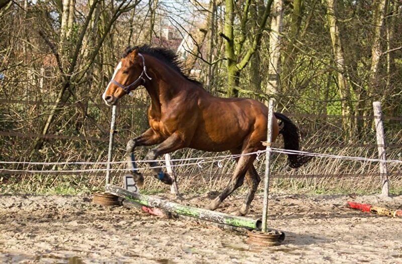 Paarden Die In 2018 Beleerd Gaan Worden!! • Bokt.nl