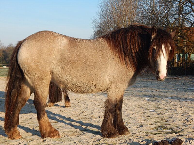 Afbeelding