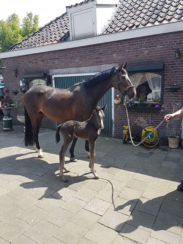 Afbeelding