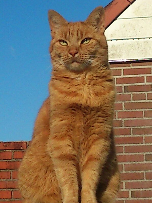 Afbeelding