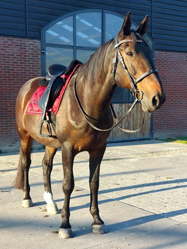 Afbeelding