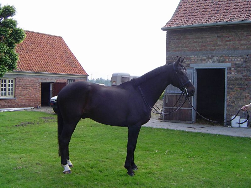 Afbeelding