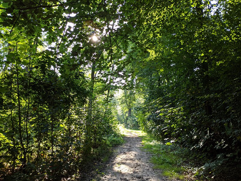 Afbeelding