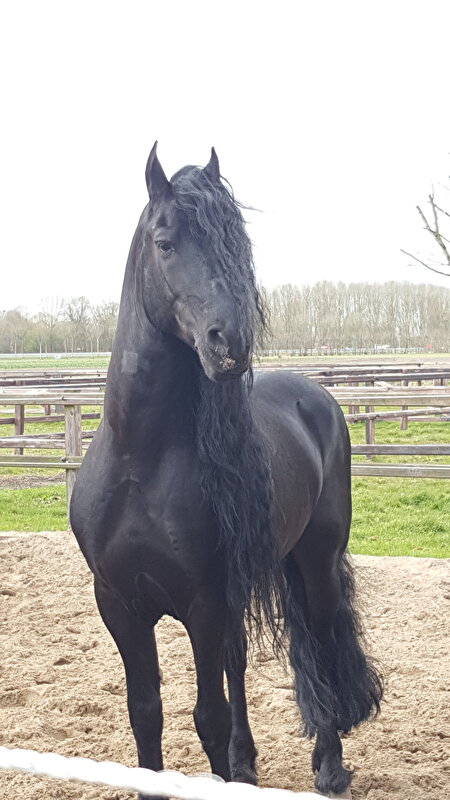 Afbeelding