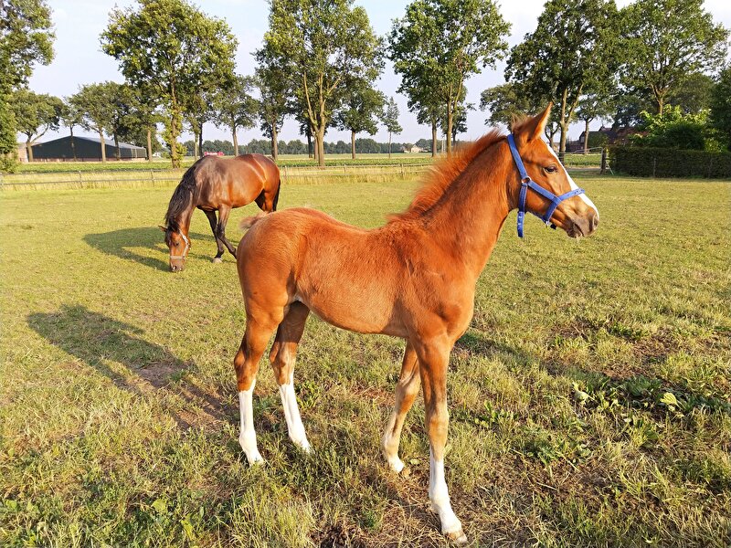 Afbeelding