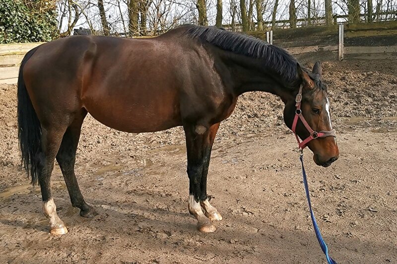 Afbeelding