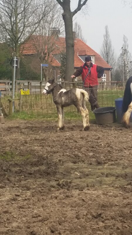 Afbeelding