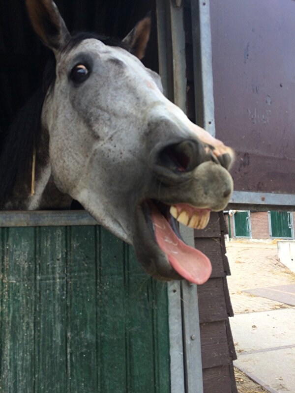 Foto Mijn Lelijke Schimmel Als Sport Paard Bokt Nl