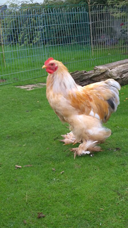 Afbeelding