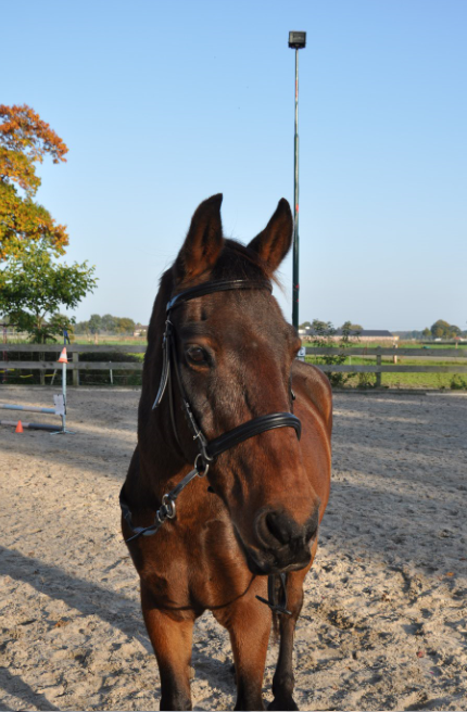 Afbeelding