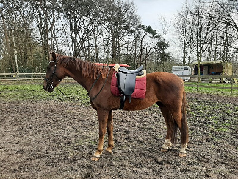 Afbeelding