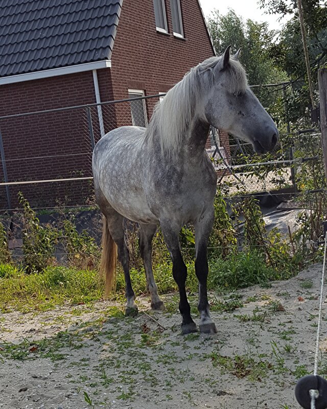 Afbeelding