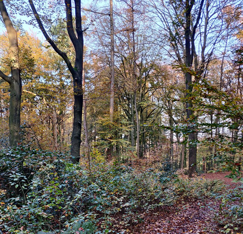Afbeelding