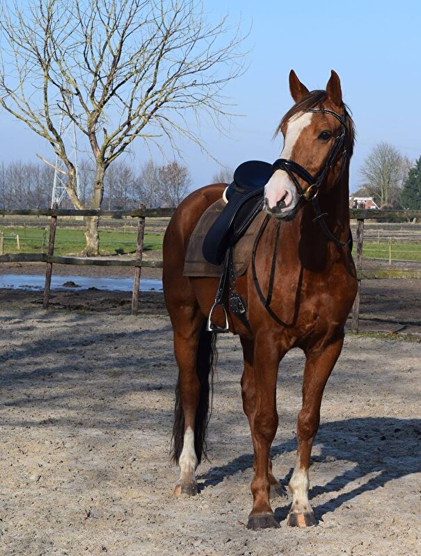 Afbeelding