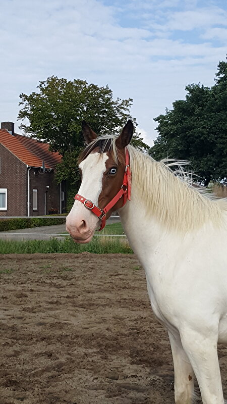 Afbeelding