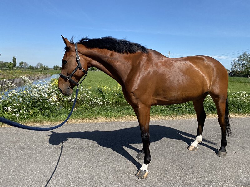 Afbeelding