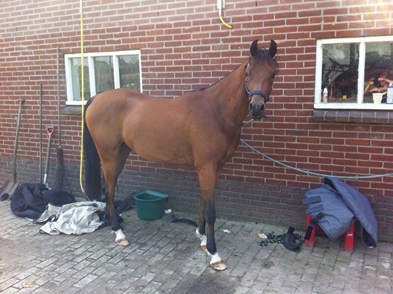 Afbeelding