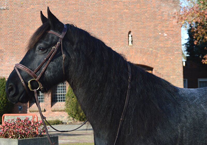 Afbeelding