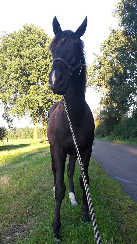 Afbeelding