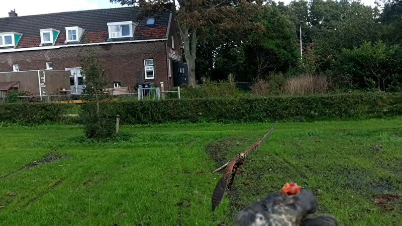 Afbeelding
