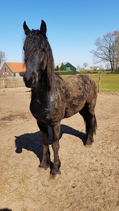 Afbeelding