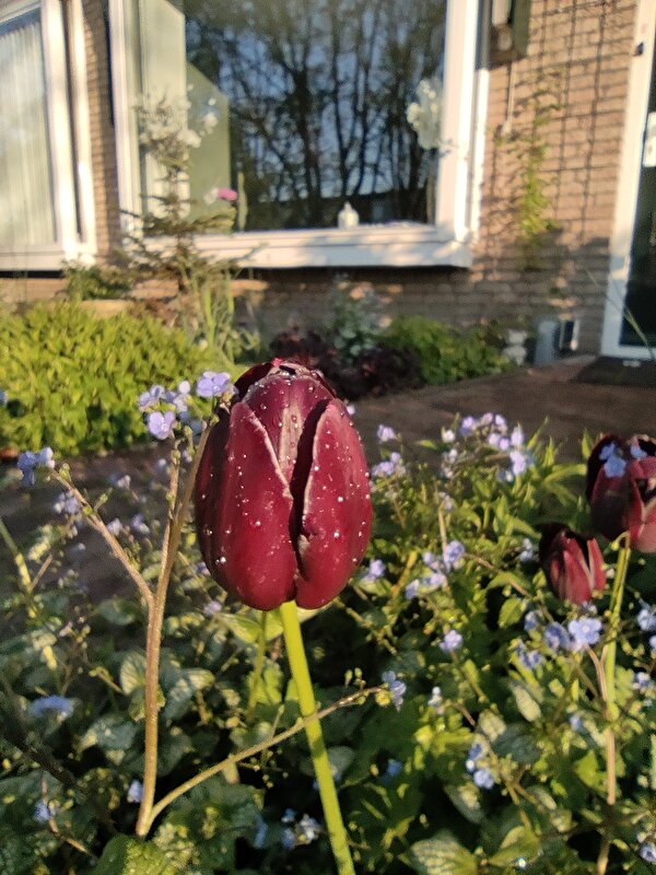 Afbeelding