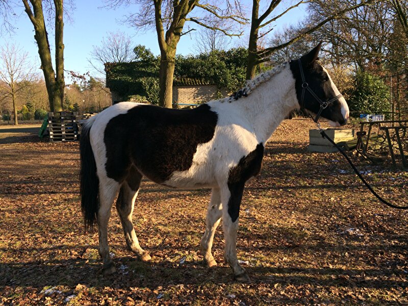 Afbeelding