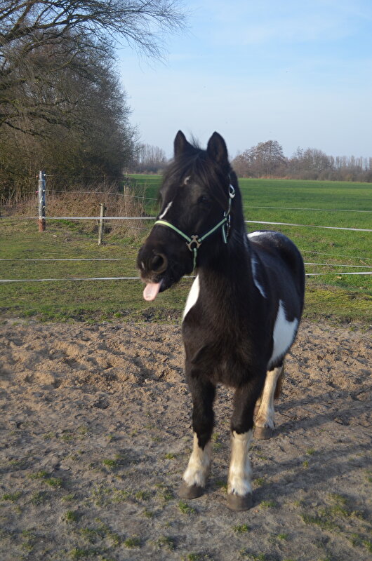 Afbeelding