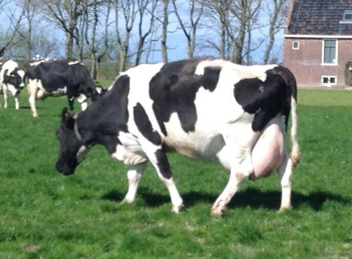 Afbeelding