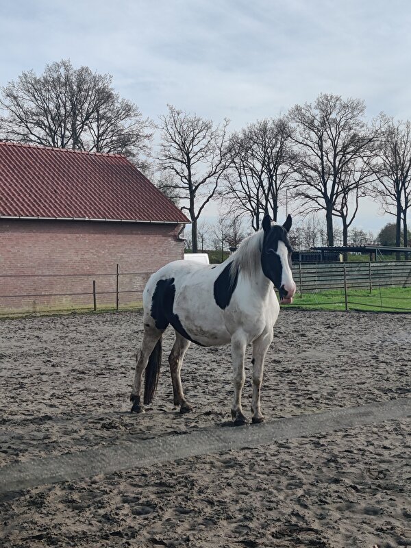 Afbeelding