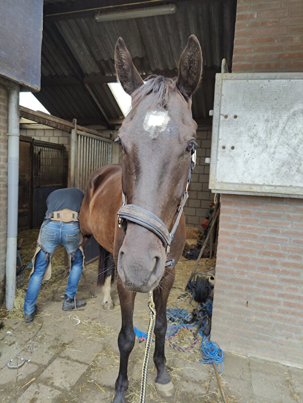 Afbeelding