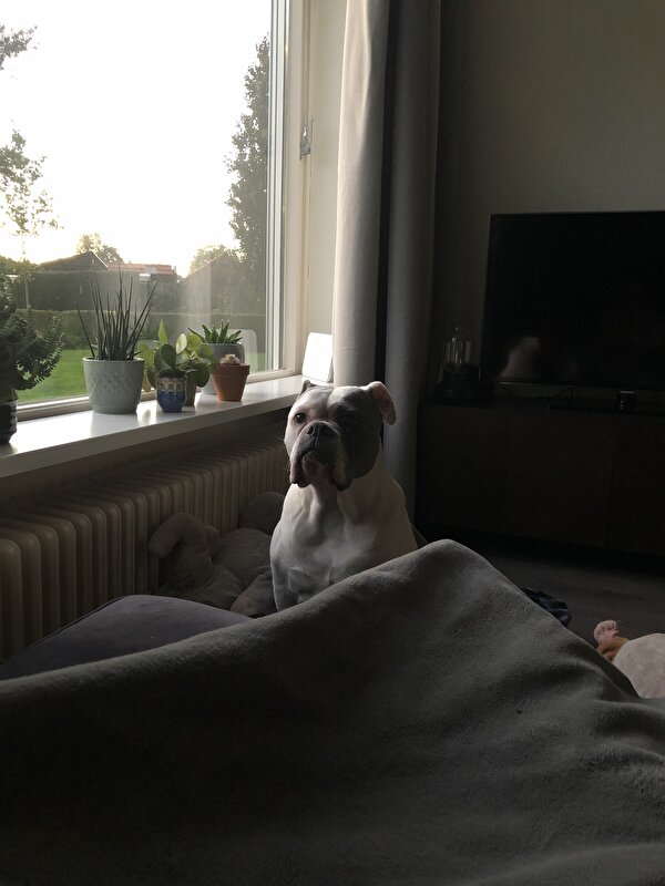 Afbeelding