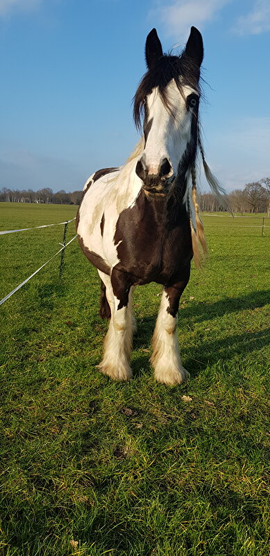 Afbeelding