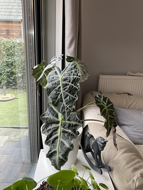 Afbeelding