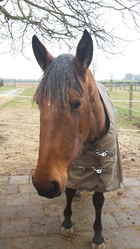 Afbeelding